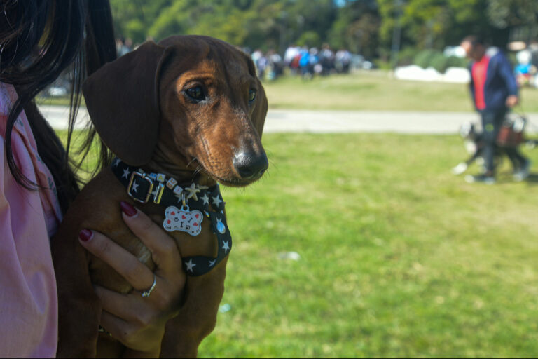 El Municipio continúa con los operativos de Salud Animal en distintos barrios de la ciudad