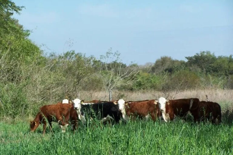 El Gobierno de Entre Ríos recuperó 124.000 hectáreas de tierras fiscales y generó nuevos ingresos para la provincia