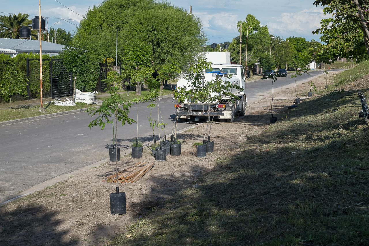 Paraná suma nuevos árboles en la zona sur: plantaron 50 ejemplares junto a los vecinos